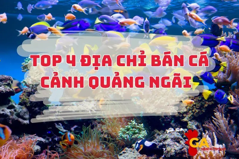 Top 4 địa chỉ bán cá cảnh Quảng Ngãi giá rẻ, cá đẹp 2024