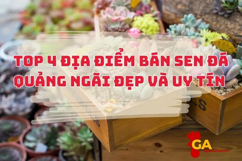 Top 4 địa điểm bán sen đá Quảng Ngãi đẹp và uy tín