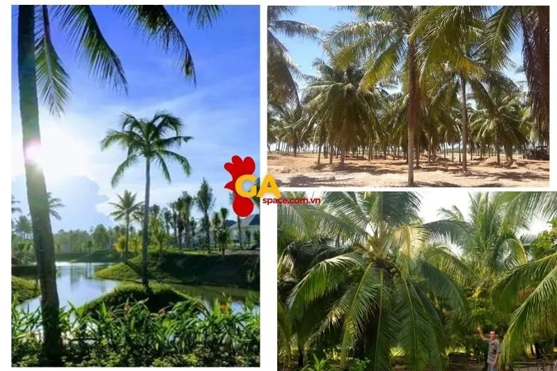 Bãi Dừa Tư Nghĩa là điểm du lịch lý tưởng tại Quảng Ngãi