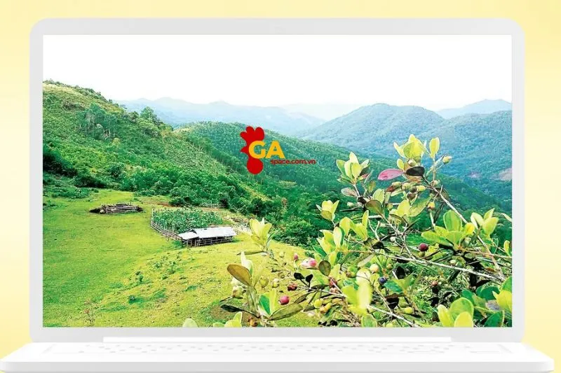 Mùa Hoa Sim Tại Thảo Nguyên Bùi Hui - Khoảnh Khắc Lãng Mạn Không Thể Bỏ Lỡ