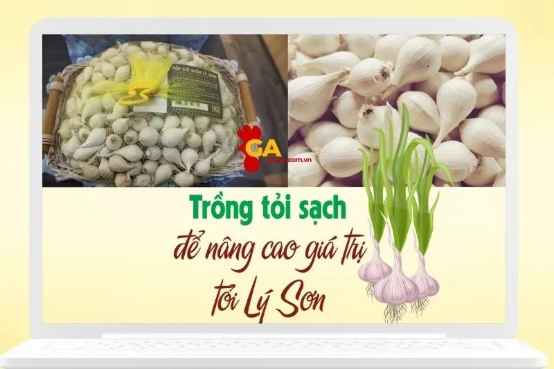 Mua tỏi Lý Sơn Quảng Ngãi ở đâu uy tín