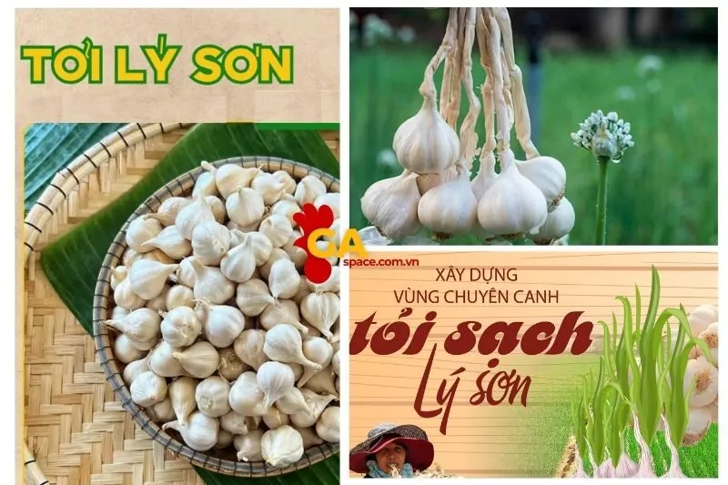 Tổng Quan Tỏi Lý Sơn Quảng Ngãi